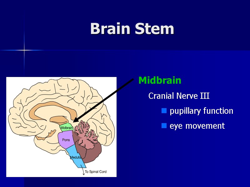 Brain Stem  Midbrain Cranial Nerve III  pupillary function  eye movement
